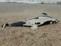 Delfino morto