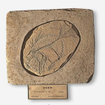 fossili rinvenuti alla cava di San Gaudenzio