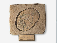 fossili rinvenuti alla cava di San Gaudenzio