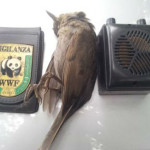 Operazione antibracconaggio a Senigallia