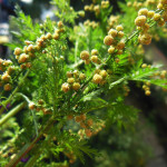 Artemisia annua con sommità fiorite