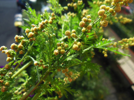 Artemisia annua con sommità fiorite
