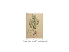 Tavola botanica Artemisia annua