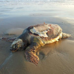 Tartaruga Caretta Caretta trovata a Cesano di Senigallia