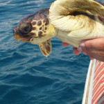 Il rilascio di una tartaruga grazie alla Fondazione Cetacea