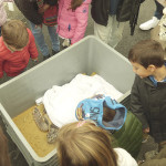 La curiosità di grandi e piccoli per le tartarughe marine al porto di Senigallia