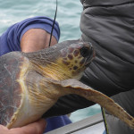 Spettacolare liberazione di tartarughe marine quella avvenuta sabato 5 novembre a Senigallia