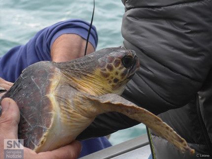 Spettacolare liberazione di tartarughe marine quella avvenuta sabato 5 novembre a Senigallia