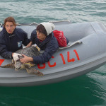Spettacolare liberazione di tartarughe marine quella avvenuta sabato 5 novembre a Senigallia