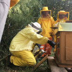 Beedifferent - Arteterapia e apicoltura