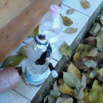 Resti di marijuana dopo il consumo di stupefacenti a Senigallia