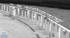 Una foto-giorno-moreno-david