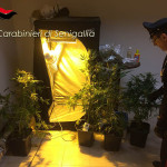 I materiali e la droga posta sotto sequestro dai Carabinieri di Senigallia