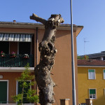 Alberi capitozzati in via Feltrini a Senigallia