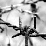 filo spinato nei campi di sterminio, shoah, giornata della memoria