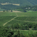 vigneti, verdicchio, colline, coltivazioni, agricoltura, vino