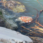 La carcassa di una tartaruga marina Caretta Caretta rinvenuta nelle acque del porto di Senigallia