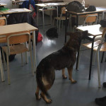 I controlli antidroga presso gli istituti superiori e le scuole di Senigallia