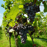 viticoltura, uva