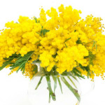 Festa della donna, mimose