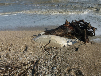 La carcassa di un delfino spiaggiato a Marzocca di Senigallia