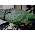 Il pappagallo George allontanatosi da Borgo Ribeca