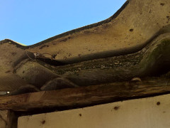 lastra di amianto in degrado a Senigallia