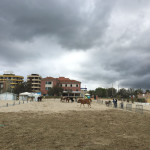 Cavalli in spiaggia a Senigallia