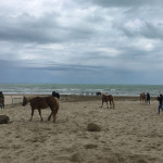 Cavalli in spiaggia a Senigallia