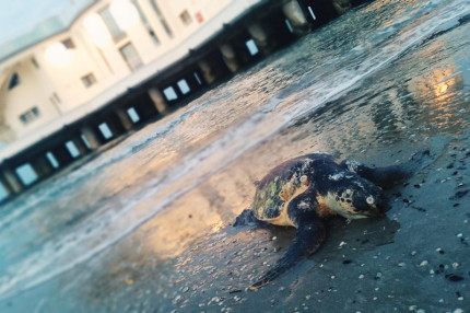 Un esemplare di tartaruga marina della specie Caretta Caretta rinvenuto nei pressi della Rotonda a mare di Senigallia