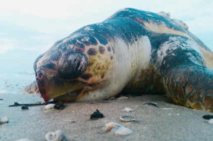 Un esemplare di tartaruga marina della specie Caretta Caretta rinvenuto sulla spiaggia di Senigallia