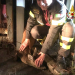 capriolo incastrato nella ringhiera di una recinzione