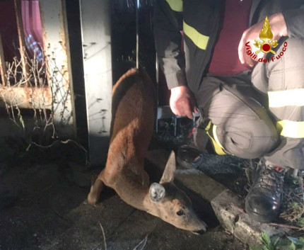 Capriolo soccorso dai Vdf