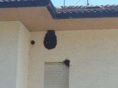 Sciamatura di Api a Pianello di Ostra