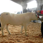 Premio per la manza più bella d'Italia a un bovino di un'azienda di Appignano del Tronto