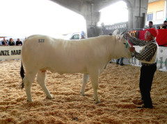 Premio per la manza più bella d'Italia a un bovino di un'azienda di Appignano del Tronto