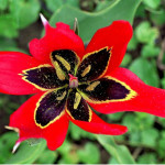 Tulipa oculus solis