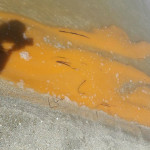 fioritura della microalga Noctiluca scintillans foto Floriana Giacchini