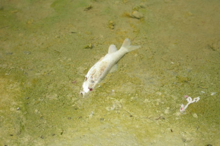 Scarico sul fiume Cesano con moria di pesci