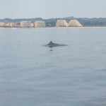 delfini a largo del Cesano