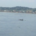 delfini a largo del Cesano