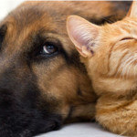 Animali domestici, cani, gatti