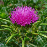 Cardo mariano