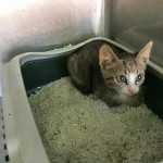 Uno dei gatti in gabbia al canile di Senigallia