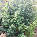 marijuana coltivata 