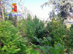 Piante di marijuana sequestrate dalla Polizia