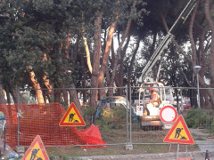 Operai al lavoro per tagliare gli alberi vicino alla stazione di Senigallia