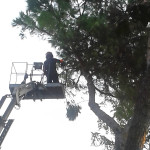 Taglio degli alberi alla pinetina della stazione di Senigallia