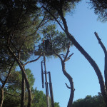 Taglio degli alberi alla pinetina della stazione di Senigallia