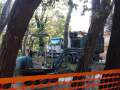 Operai al lavoro per tagliare gli alberi vicino alla stazione di Senigallia